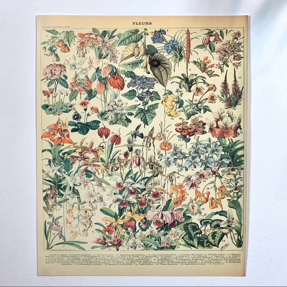 Adolphe Millot 1909 Fleurs Floral Print 2 of 5